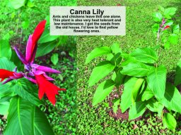OM-E2-S1 Garden